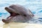 A dolphin playing in water park