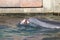 Dolphin playing in zoo in germany in nuremberg
