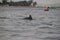 Dolphin in the port of Paracas town, Pe