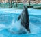 Dolphin portrait in the water