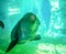 Dolphin posing for camera underwater