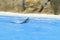 Dolphin rise head above blue water and sign. Closeup of dolphin head. Intelligent mammal in the pool. Bottlenose dolphin