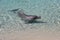 Dolphin in sea world Gold Coast, Australia