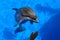 Dolphin in Sevastopol Dolphinarium