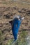 A dolphin show at Palmitos Park in Gran Canaria