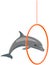 Dolphin showing tricks, jumping through hoop. Marine mammal is performing in dolphinarium