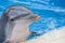 Dolphin smiling in pool portrait