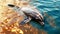 Dolphin suffering from water pollution by oil. Mammals come into contact with oil slicks while swimming or breathing near the