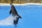 Dolphin swim above blue water with his fin. Closeup of dolphin. Intelligent mammal in the pool. Bottlenose dolphin