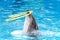 Dolphin swim and dancing in the pool with acrobatic rings