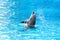 Dolphin swim and dancing in the pool with acrobatic rings
