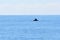 Dolphin swim at sea