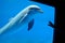 Dolphin swimming in aquarium, hand pointing