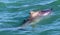 Dolphin swimming in the atlantic ocean near the coastline of the fynbos coast in Gansbaai South Africa