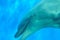 Dolphin swimming in deep blue sea waters