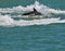 Dolphin Swimming, Florida