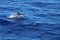 Dolphin swimming and jumping in the ocean. Common dolphin Delphinus delphis in natural habitat. Marine mammal in North Pacific oce
