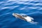 Dolphin swimming, Pico island, Azores