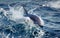 Dolphin Swimming in Sea off Tasmania