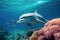 Dolphin swimming in the undersea, Beautiful Underwater and colorful coral in the wild nature of the Pacific Ocean