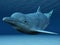 Dolphin swimming underwater.
