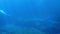 Dolphin Swims Past In Deep Blue Water