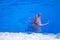 Dolphin swims in the pool. Wild animals in the water zoo. Animal training. Horizontal close-up