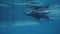 Dolphin with trainer swimming in floating pool in dolphinarium underwater view