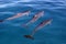 Dolphin Trio