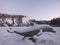 Dolphin under snow on winter lake