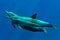 Dolphin underwater