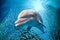 Dolphin underwater on blue ocean background