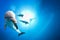 Dolphin underwater on blue ocean background