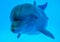 A dolphin underwater with sunbeams closeup. Young curious bottlenose dolphin looks at in camera and smiles blowing air