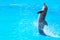 Dolphin is in the water. Cute smiling dolphin jumping and looking at the camera. Canary islands, Spain. Copy space.