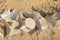 Dolphin and whale bones on the desert beach of Namibe. Angola.