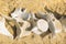 Dolphin and whale bones on the desert beach of Namibe. Angola.