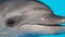 Dolphinarium. Black Sea bottlenose dolphin splashing in clear water, Close-up
