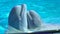 Dolphinarium, Dolphin show and performance in water park. belugas dancing in water, beluga. White dolphin swimming