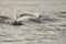 Dolphins in the bay of Khasab. Musandam. Oman