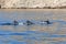 Dolphins in the Black sea off the coast of Balaklava