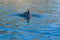 Dolphins in the Black sea off the coast of Balaklava