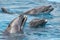 Dolphins close up portrait in blue water