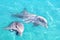 Dolphins couple swimming in blue turquoise water