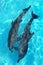 Dolphins couple in turquoise caribbean water