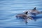 Dolphins in dead calm sea.