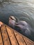 Dolphins in the dolphinarium. Bolshoi Utrish, Russia