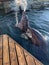 Dolphins in the dolphinarium. Bolshoi Utrish, Russia