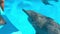 Dolphins in dolphinariums, dolphins frolic