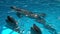 Dolphins in dolphinariums, dolphins frolic